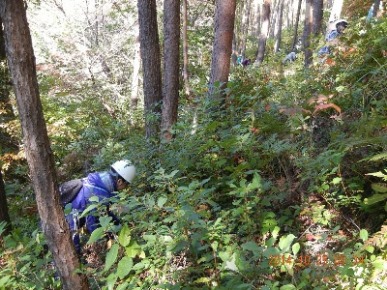 平成26年秋の学校林作業