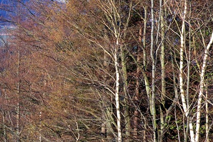 �h�C�c �A�C�������h�ʐ^