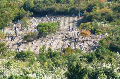 旧十日町市民スキー場跡地への植樹風景（Ｈ24年度）