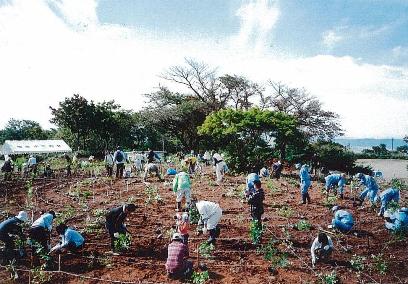 新潟県山野草をたずねる会・植生研究会による八方台植樹