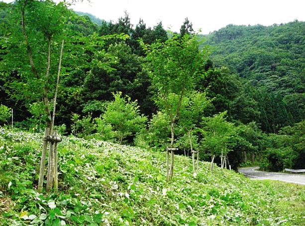 村上市ヒコ谷植林地