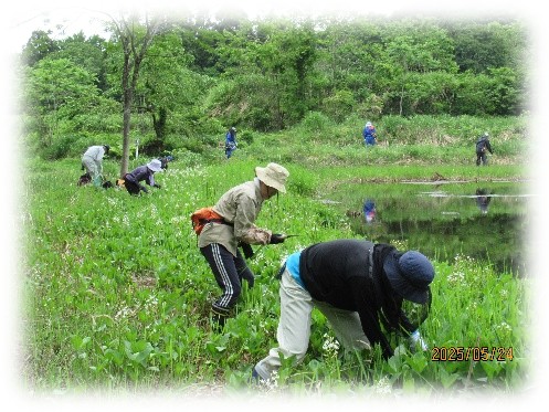 鵜川地区での希少植物(ミツガシワ)保護活動