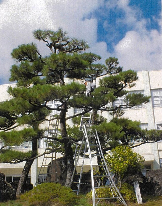 学校施設における松の木剪定・整枝作業