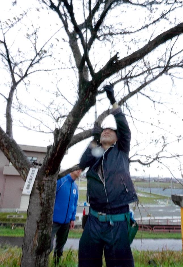 樹木医による現地剪定講習