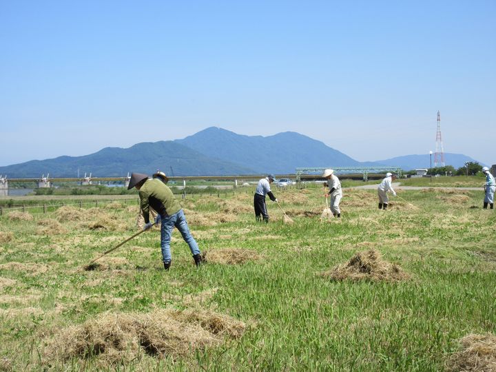 大河津分水路除草活動